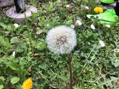 Taraxacum officinale