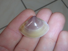 Austromactra contraria