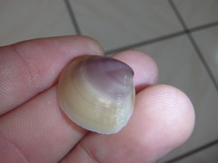 Austromactra contraria