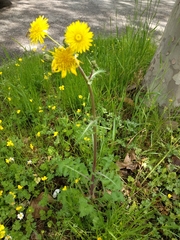 Sonchus asper