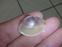 Austromactra contraria