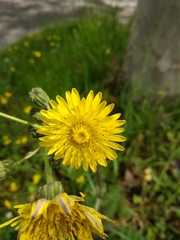 Sonchus asper