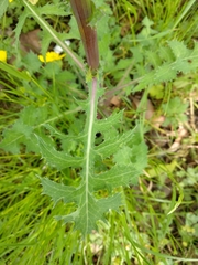 Sonchus asper