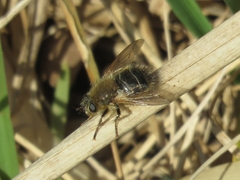 Tachina ursina