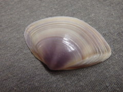 Austromactra contraria