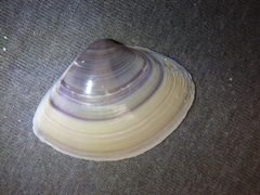 Austromactra contraria