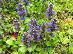 Ajuga reptans