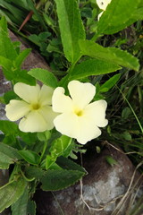 Thunbergia dregeana
