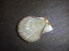 Scaeochlamys livida