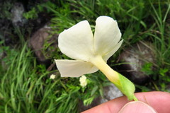 Thunbergia dregeana