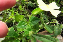 Thunbergia dregeana