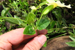 Thunbergia dregeana