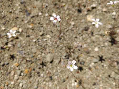 Image of Eremogone picta by (c) Marios Thoma, some rights reserved (CC BY)