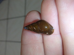 Phasianotrochus eximius