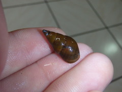 Phasianotrochus eximius