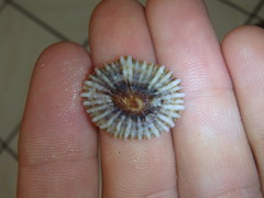 Siphonaria denticulata