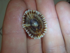 Siphonaria denticulata