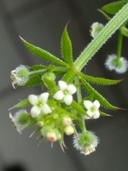 Galium aparine
