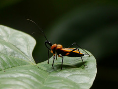 Reduviidae