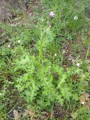 Carduus pycnocephalus