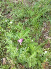 Carduus pycnocephalus