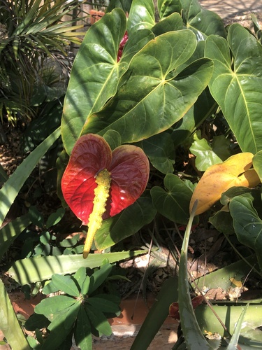 Foto de Antúrio