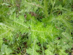 Carduus pycnocephalus