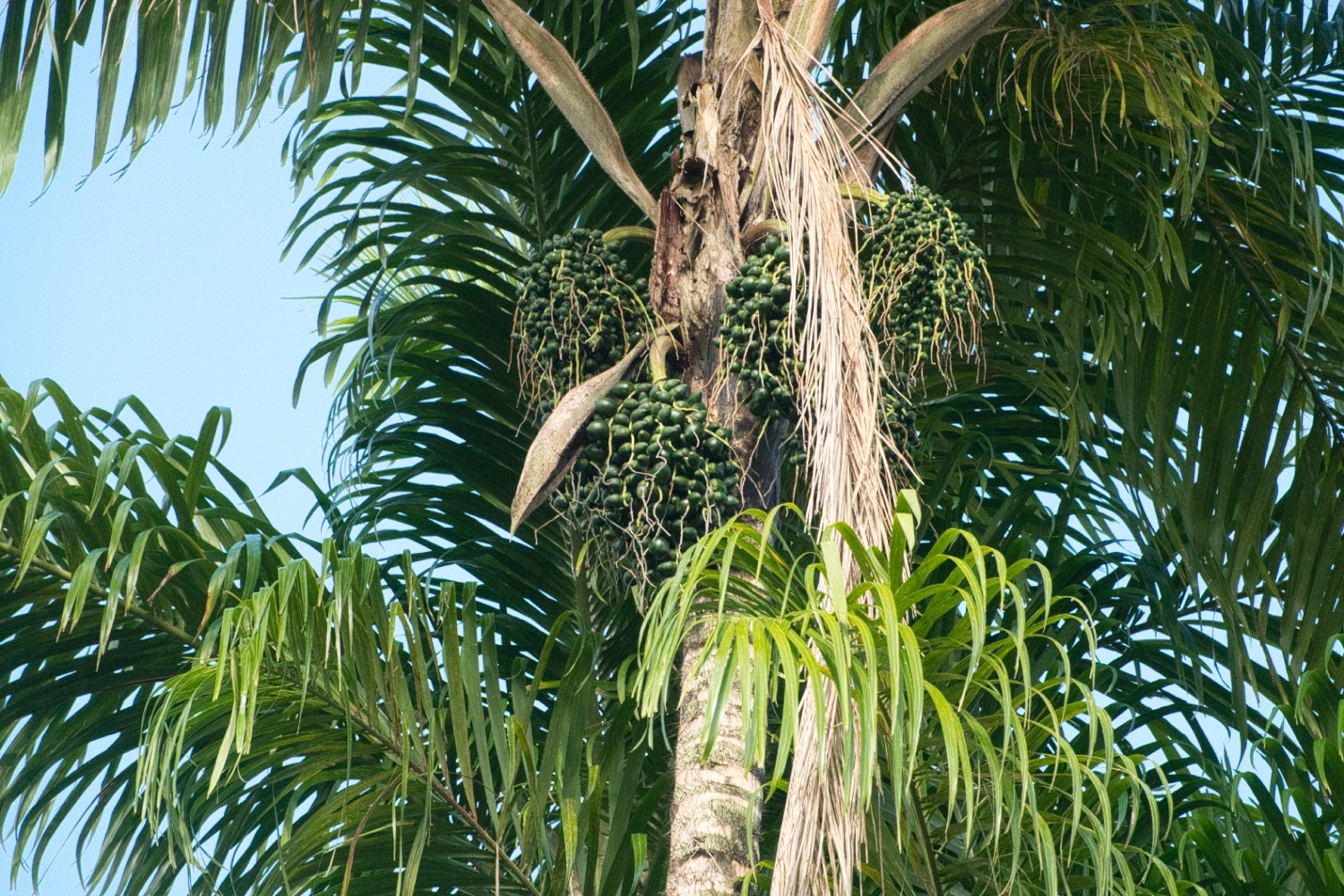 Imagem de Pupunha