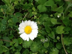 Bellis perennis
