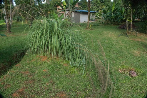 Foto de Capim-limão