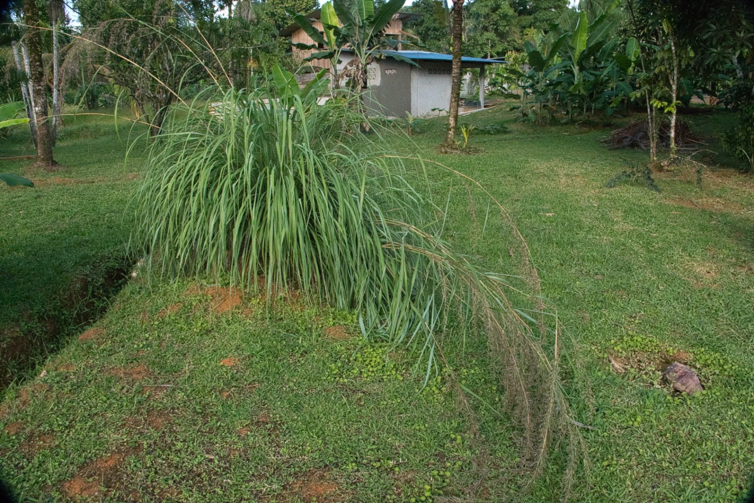 Imagem de Capim-limão