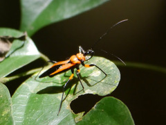 Reduviidae