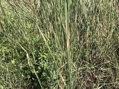 Ehrharta villosa