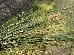 Ehrharta villosa