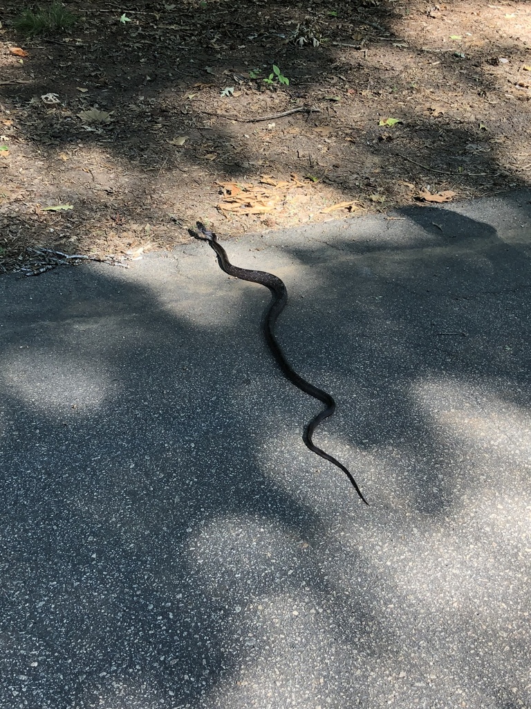 Eastern Ratsnake From Carrington Dr, Littleton, NC, US On January 28 ...