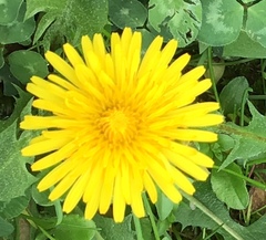 Taraxacum officinale