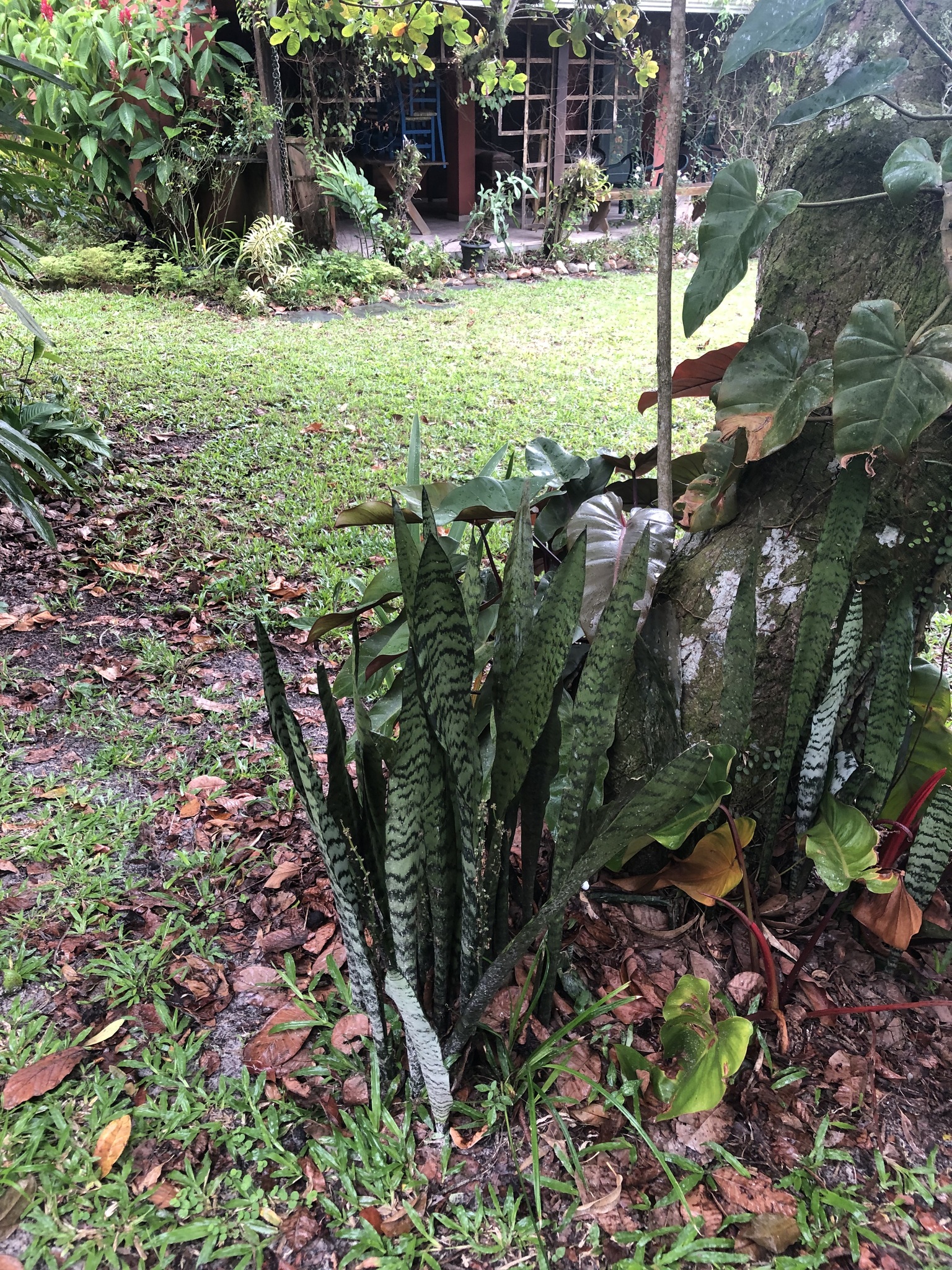 Imagem de Espada de são jorge
