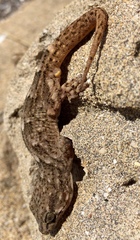Tarentola boettgeri boettgeri