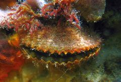 Mimachlamys asperrima