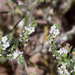 Narrow-leaved Cryptantha - Photo (c) jill goodell, some rights reserved (CC BY-NC-SA)