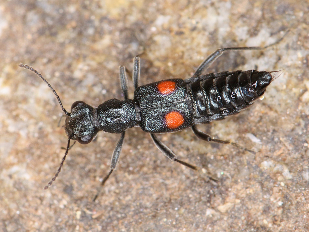 Dianous coerulescens