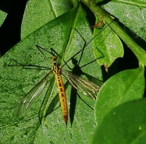 Geelflanktijger, Spijkenisse, Nederland, photo 7 of 10