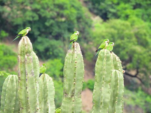 Cliff Parakeet (Myiopsitta luchsi), photo 9