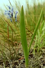 Hyacinthella pallasiana