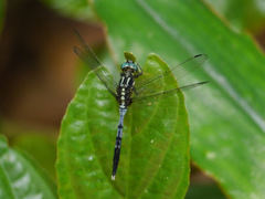 Orthetrum