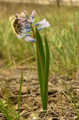 Hyacinthella pallasiana