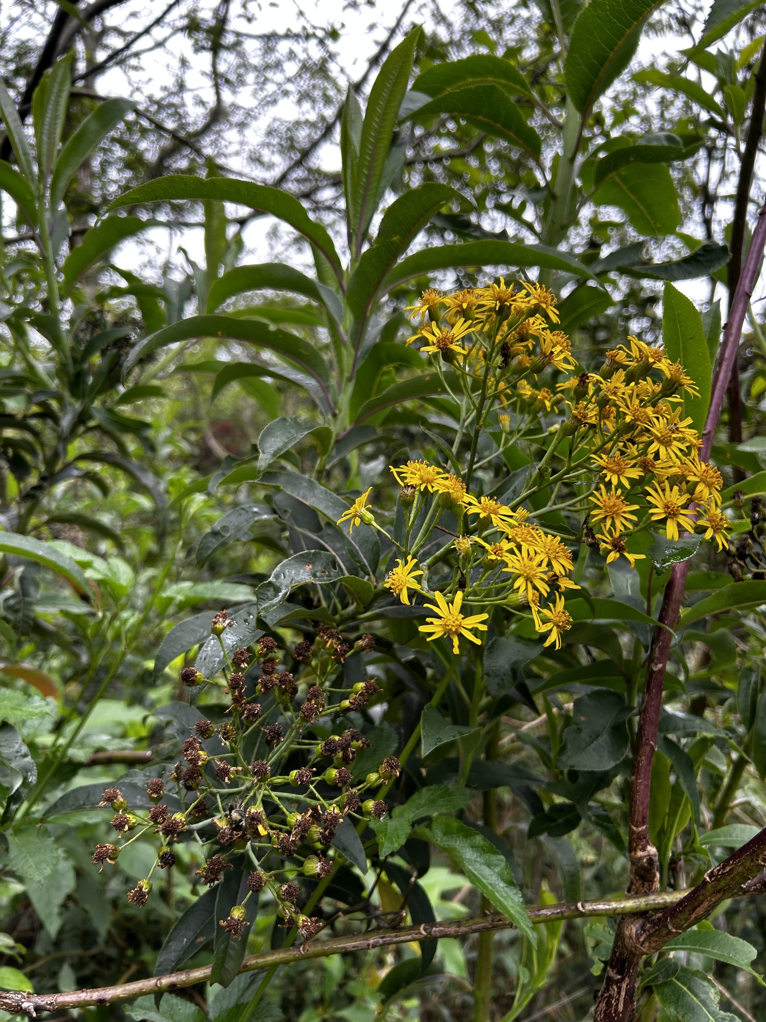 Dendrophorbium scytophyllum image