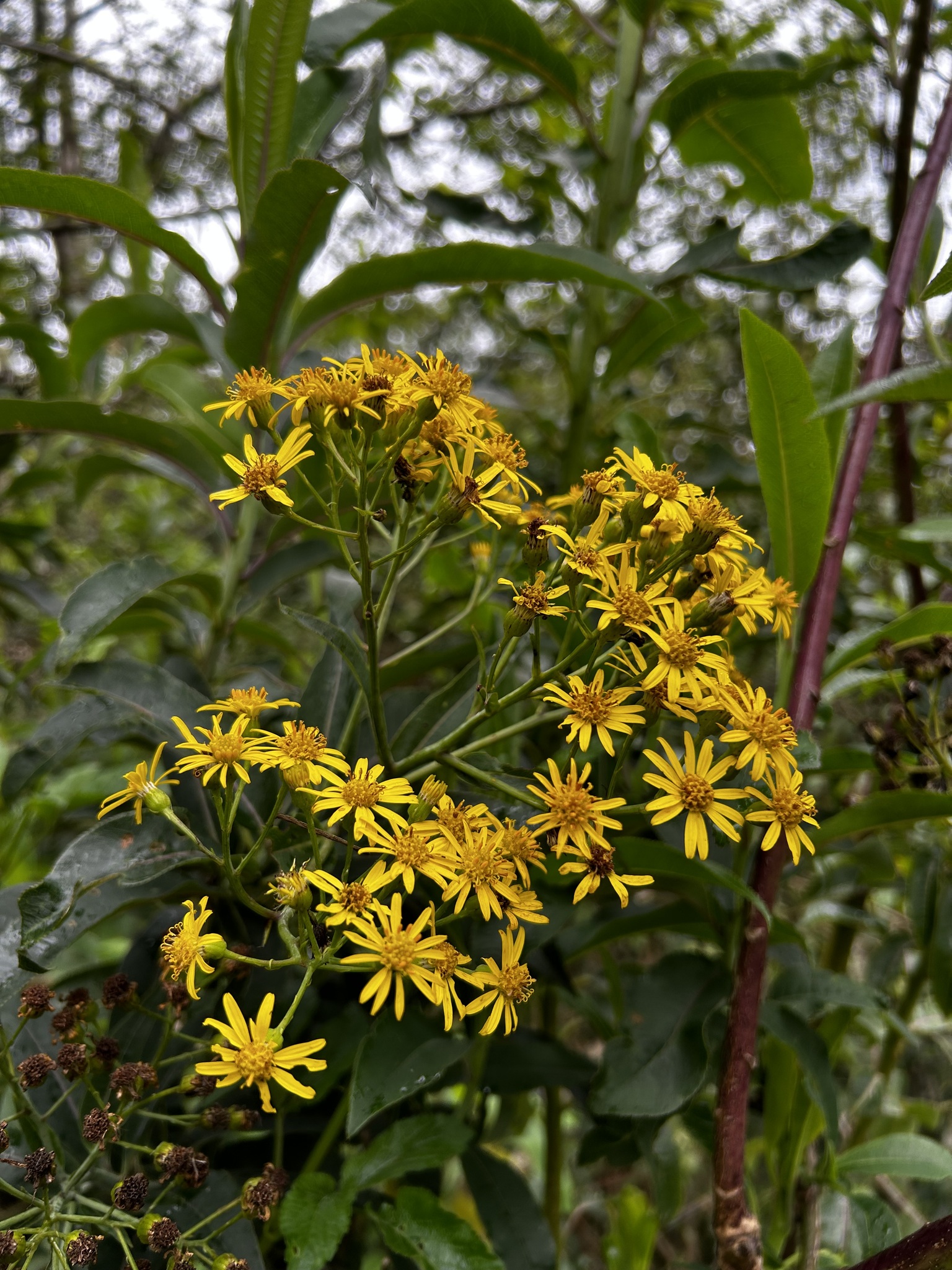 Dendrophorbium scytophyllum image