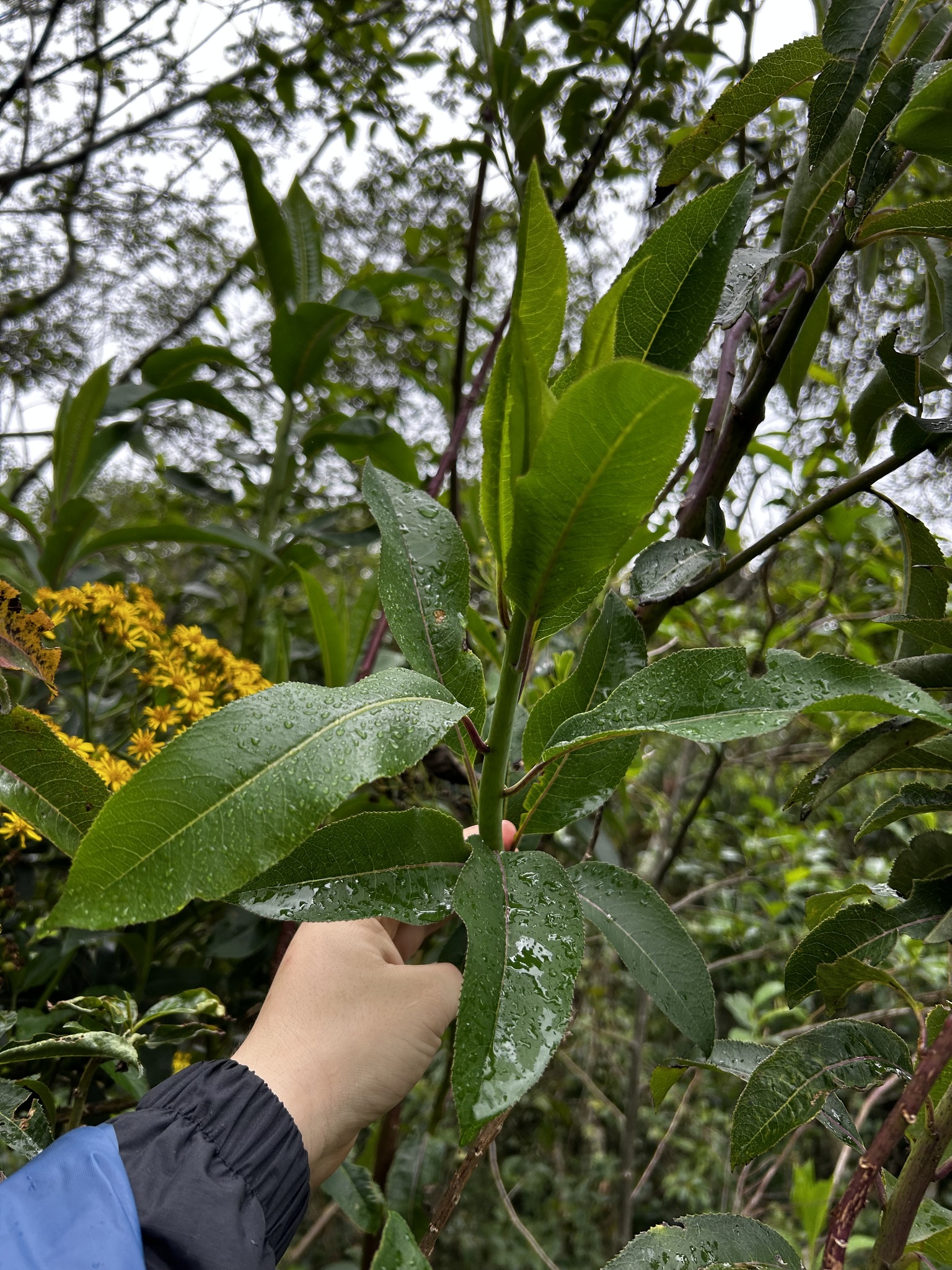 Dendrophorbium scytophyllum image