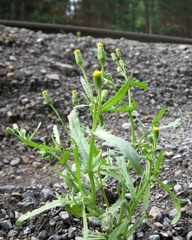 Senecio dubitabilis